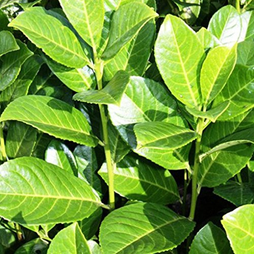 Sycamore Trading COMMON OR CHERRY LAUREL Prunus laurocerasus (50)