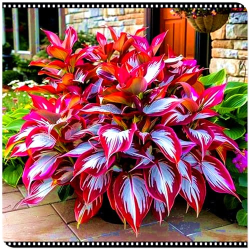 Seltene Funkie/Winterharte Funkie für den Außenbereich/Deutsche Gartenpflanze/Ideal für Garteneckenet-6 PCS-J