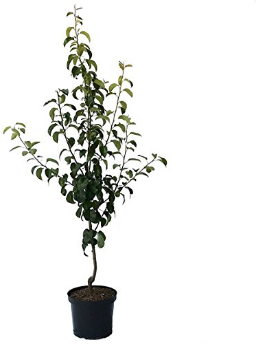 Birnenbaum Gräfin von Paris Winterbirne Buschbaum 110-140 cm im 10 Liter Topf Unterlage Quitte A