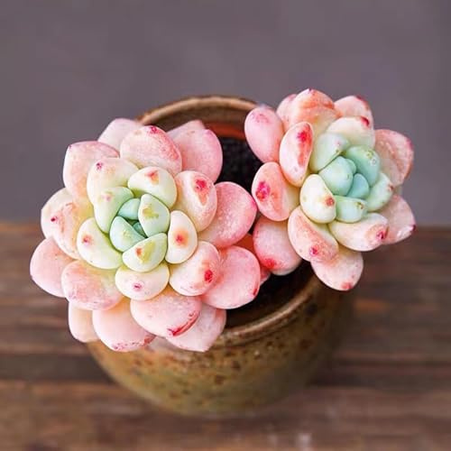 sukkulenten, kräuterpflanzen pflanzensamen sukkulenten winterharte garten geschenke für gartenfreunde 150pcs
