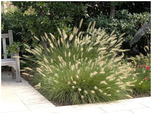 Stauden Gänge 1 x Pennisetum alopecuroides 'Hameln' Lampenputzergras | Mittelhohes Ziergras für Sonne, Blüte Juli bis Oktober, mehrjährig, 1 L Topf (11x11 cm)