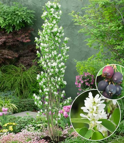 BALDUR Garten Felsenbirne Amelanchier 'Obelisk®', im 3-Liter XL-Topf,1 Pflanze, Trendpflanze mit Blüte & Frucht, wächst säulenförmig, winterhart, dekorativ, pflegeleicht, mehrjährig