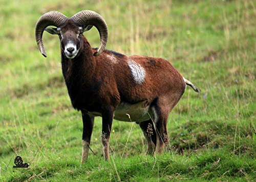 10x Stronghold Tierauflage - Schafbock - 42 x 59 cm - wasserabweisend/reißfest, Scheibenauflage für Pfeil und Bogen, Papier