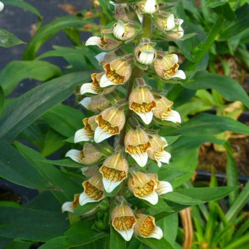 Digitalis Lanata - Striking Biennial Foxglove with Unique Spiky Flowers 2X 1 Litre Potted Plant by Thompson & Morgan