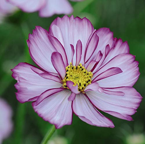 Thompson & Morgan - Flowers - Cosmos Sweet Sixteen - 70 Seed