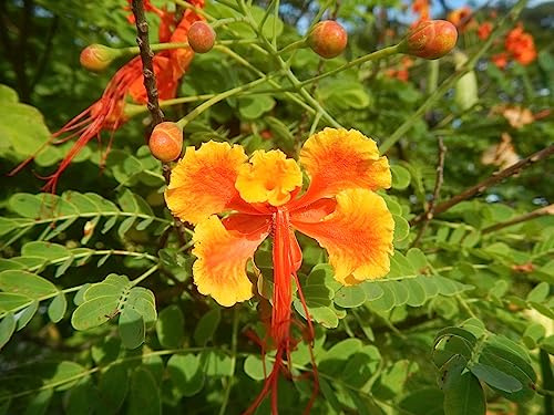 30 Semillas Bigotillo, Ponciana Enana (Caesalpinia Pulcherrima)