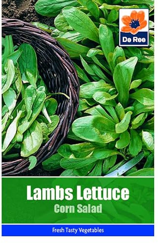 Vegetable Seeds for Growing Lambs Lettuce Corn Salad 260 Seeds Grow Your Own Garden Vegetable Salad Herb Seed