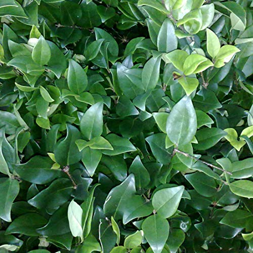 Liguster - Ligustrum Lucidum - 30-40 cm Topf - Beliebte Heckenpflanze mit glänzenden Blättern