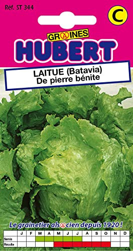 Graines de Laitue (Batavia) de Pierre bénite - 3 grammes