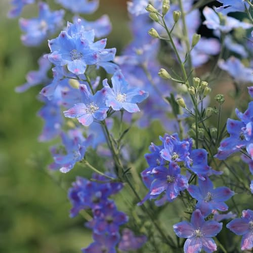 rittersporn staude - Delphinium - gartendeko für draußen kräuterpflanzen hochbeet wohnzimmer deko bonsai balkon blumensamen gartenblumen balkonpflanzen balkonpflanzen ausgefallene 100samen