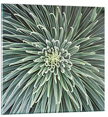 Bilder auf Glas Agave Grün Pflanze Glasbild 30x30cm Wandbilder Dekoration Wohnzimmer Schlafzimmer Küche Deko Klein Wanddeko Bild im Glas Wand Kunstdruck Art Modern Wall Decor Glasdruck GAC30x30-4905
