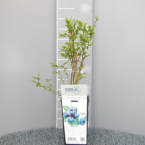 SAVINI VIVAI Planta de Arándano Siberiano, Plantas de Bayas, Arbol de Arándano en Maceta, 11 x 11 cm Altura 50 cm