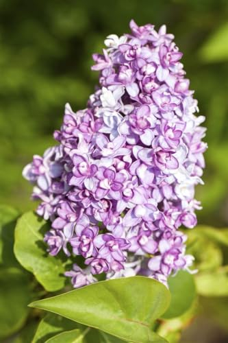 Syringa vulgaris 150-175 cm - Flieder, lila Blüten, Blütezeit Mai-Juni, duftend, ideal für Hecken und Einzelstellung, bienenfreundlich und winterhart