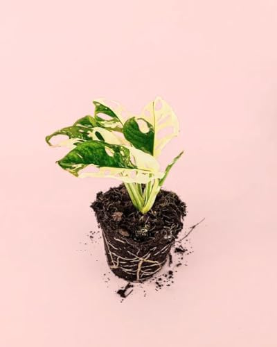PUR PLANT Monstera Monkey Variegada | Planta natural de interior premium | Maceta de Ø10 cm | Hojas bicolor y porte exótico