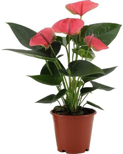 Anthurium Sweet Dream Ø12cm 36cm – Flamingoblume mit herzförmigen Hochblättern – Exotische Zimmerpflanze für Wohnzimmer & Büro – Pflegeleicht, dekorativ & luftreinigend