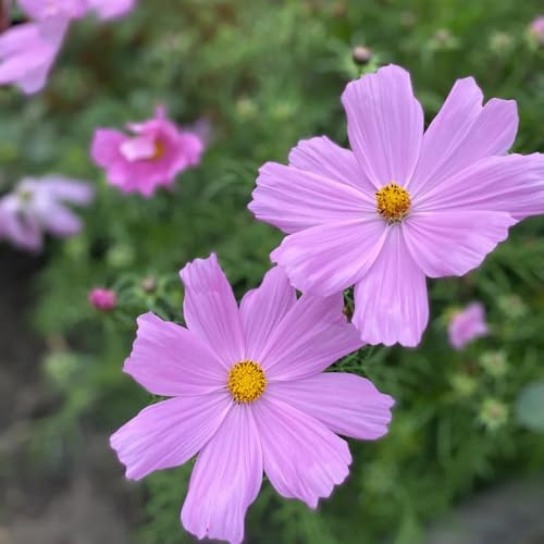 schmuckkörbchen frühlingsblumen schmetterlingsflieder blumenwiese herbstaussaat mehrjährig biosaatgut pflanzendeko herbstblumen winterhart dachbegrünung balkongewächshäuser 750samen