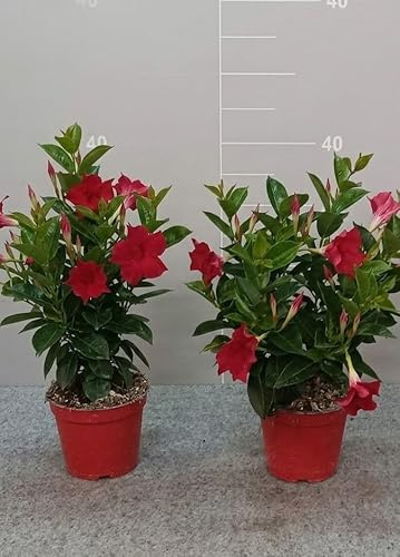 MODIPITRE Dipladenia Pianta Rampicante Sempreverde con Fiori Rossi su Vaso cm 14 in Confezione da 2 Piante