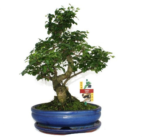 Exotenherz Bonsai Chinesischer Liguster - Ligustrum sinensis - ca. 10 Jahre