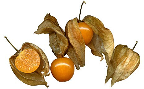 Die Echte Andenbeere *Kapstachelbeere Physalis* 1000 Samen