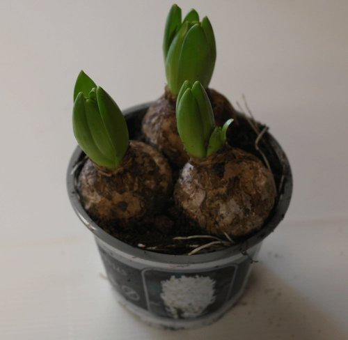 Hyacinth (3 Bulbs in a Pot) 'White' 11cm Pot Size