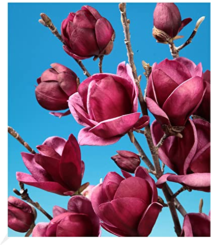 BALDUR Garten Magnolie Genie® winterhart, 1 Pflanze, winterhart Tulpenmagnolie Magnolienbaum, für Standort in der Sonne geeignet, blühend, Magnolia soulangiana