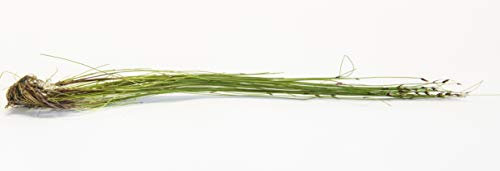 Hairgrass - Eleocharis vivipara - Planta Acuática Viva