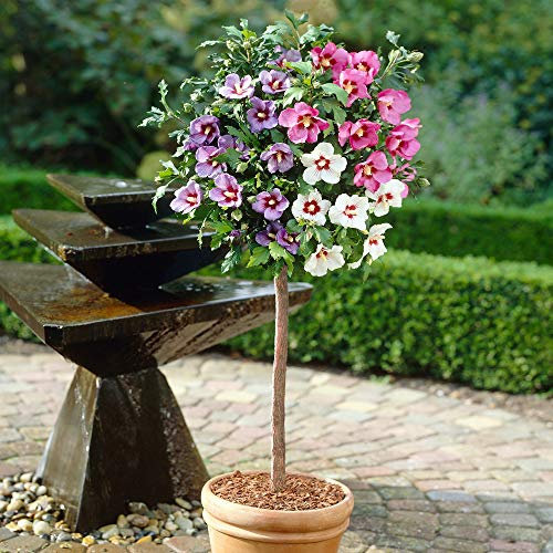 YouGarden Hibiscus Tricolour, Established Standard Tree in 3L Pot, 0.8-1m Tall, Three Colours on One Tree, Ready to Plant and Display