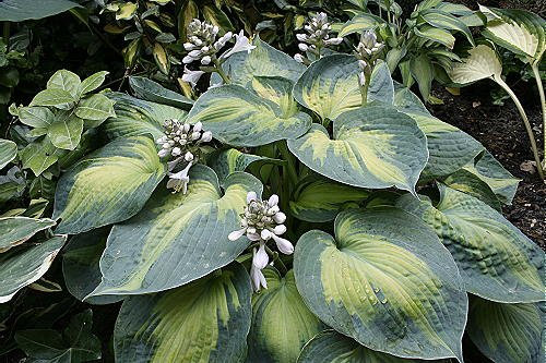 Bali-Hai Mail Order Nursery