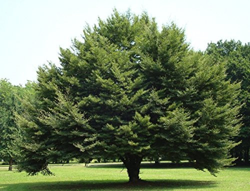 Müller Münchehof GmbH Baum des Jahres 1990 - Rotbuche im Container Größe 100 bis 125 cm