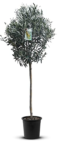 Tropictrees Natürlicher Olivenbaum, Echt Oliven Baum mit 160 cm Hochstamm, 6-8 cm Umfang, Obstbereite Pflanzen, draußen winterhart Pflanzen zur Gartendekoration, 10 kg