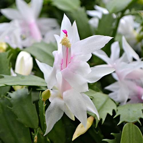 White Christmas Cactus Plant in 6 Pot |Zygocactus | Holiday Seasons
