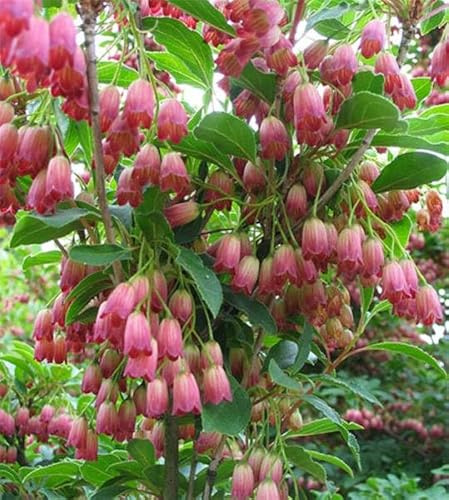 Enkianthus campanulatus Ruby Glow - Rotblühende Prachtglocke - 40-60cm