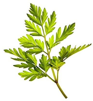 Chervil Seeds, 250+ Vertissimo, Heirloom, Non GMO Seeds, Anthriscus cerefolium