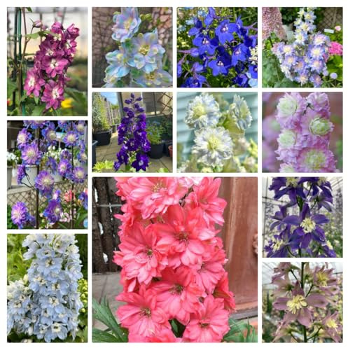 semi di delphinium, pietra resistenti, giardino esotiche,450pcs