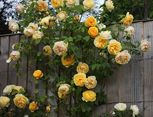 Müller Münchehof GmbH Strauchrose in div. Farbnuancen Farbe Lachsfarben