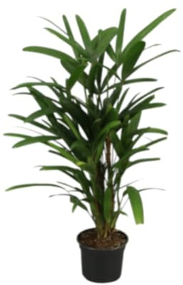 Planta natural Palmera Rhapis Excelsa, 60 cm. Palmera bambú, Palmera china. Palmera de interior elegante, de hojas en forma de abanico y tallos delgados, muy resistente. Segura Garden.