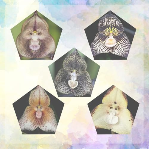 semi di orchidea testa di scimmia - perenni resistenti balcone decorativi tappezzanti giardino 50pcs
