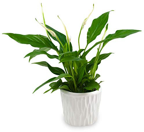 POWERS TO FLOWERS - SPATIFILLO CON VASO IN CERAMICA BIANCO IN VASO CERAMICA DECORATO, Spathiphyllum, Giglio della Pace, Pianta Vera