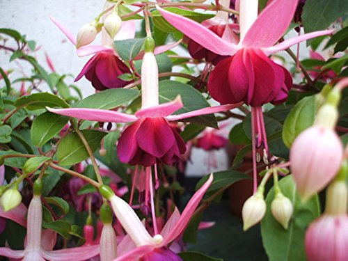 Pack x6 Bush Fuchsia 'Paula Jane' Summer Garden Plug Plants