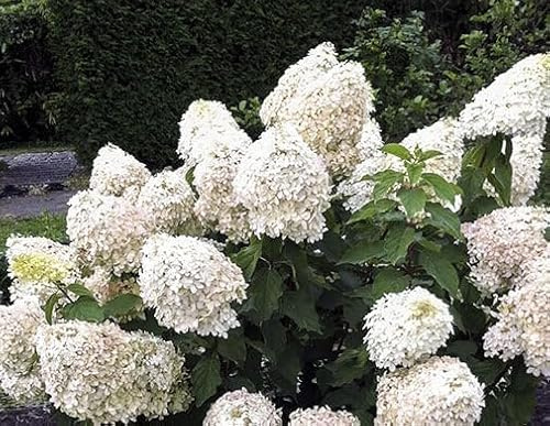 3er-Set Hydrangea paniculata Phantom 30–60 cm – robuste Rispenhortensie mit cremegelben XL-Rispen – winterhart, pflegeleicht, ideal für Garten, Kübel & Blütenhecken
