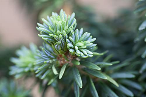 Balsam-Tanne Abies balsamea Piccolo 15-20 cm Zwergform winterhart