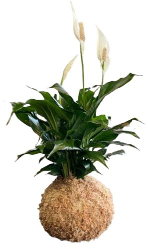 Kokedama DECOALIVE Planta Spathiphyllum - Espatifilo Natural - Flor de Interior