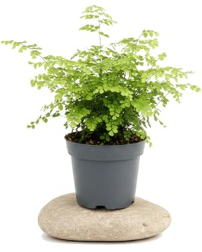DECOALIVE Helecho Natural Adiantum Raddianum Fragrans Culantrillo en Maceta de 17 cm con Altura Aproximada de 50 cm