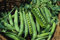 30 Semillas Guisante Enano Lincoln (Pisum Sativum)