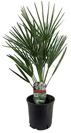 Plant in a Box - Chamaerops Humilis - Gartenpalmen - Winterhart - Mediterrane Zwergpalme - Topf 15cm - Höhe 50-60cm