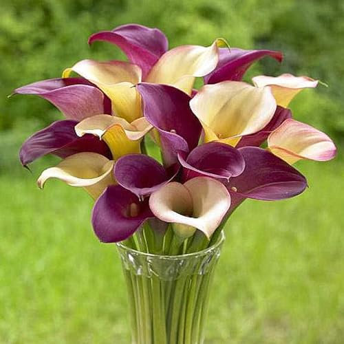 Calla Lily Plants for Sale,Calla Lily Plants and Bulbs, Ideal for Cut Flowers and Wedding Decor.-2bulbs-B