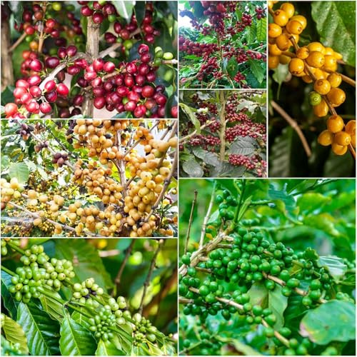 Kaffeepflanze - balkon deko indoor kräutergarten winterharte kübelpflanzen dekopflanzen pflanztöpfe garten winterharte - Seltene serie - exotische 200samen