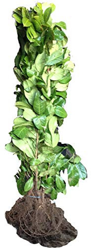 40 Cherry Laurel Hedging - 2-3ft Multi-Stem - Grade A - Prunus Rotundifolia