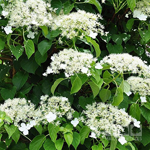 Climbing Hydrangea x 2 Plants in 9cm Pots - Hydrangea Petiolaris Climbing Plants