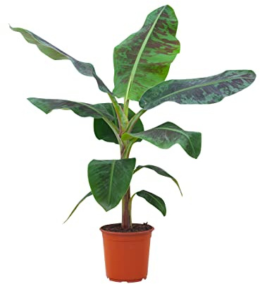 PLNTS - Musa Dwarf Cavendish (Bananepflanze) - Zimmerpflanzen, Pflanzen Echt, Nachhaltige Verpackung - 20cm Topf - Höhe 90cm - Direkt von der Gärtnerei
